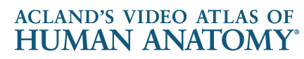 Acland Anatomy logo